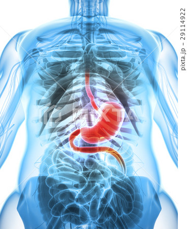 3D illustration of Stomach. 29114922
