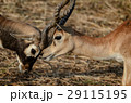 Two deers are fighting 29115195
