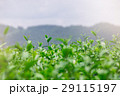 Fresh green tea in the field 29115197