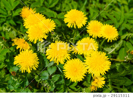 Yellow dandelion flowers or Taraxacum officinale 29115311