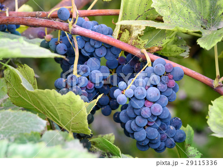 Red Grapes on the Vine 29115336