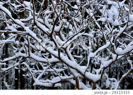 雪景 銀世界 雪景色 29115355