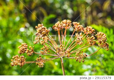 umbrellas of seeds fragrant dill with dew drop umbrellas of seeds fragrant dill with dew drop 29115379