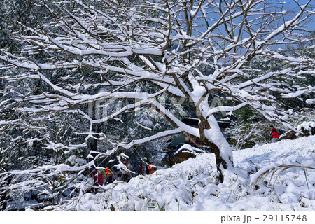 雪景 銀世界 雪景色 29115748