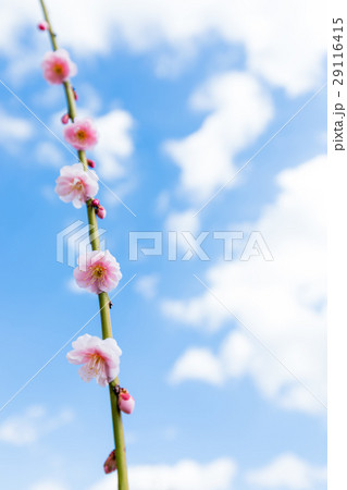 昇竜しだれ梅　 29116415