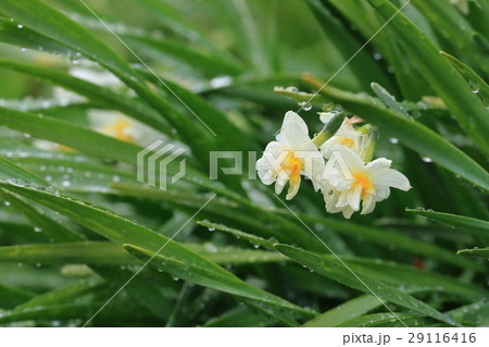 水仙の花 29116416