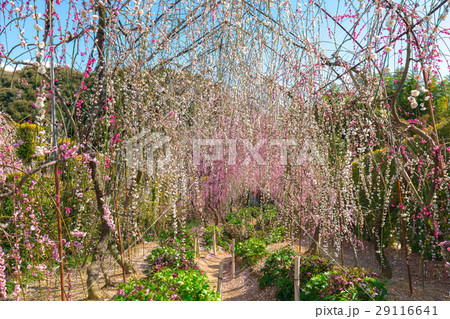 昇竜しだれ梅　 29116641