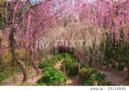 昇竜しだれ梅　 29116646