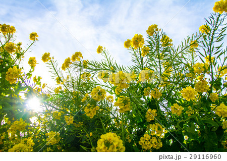 菜の花 青空 菜の花 青空 29116960