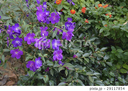 シコンノボタン 29117854