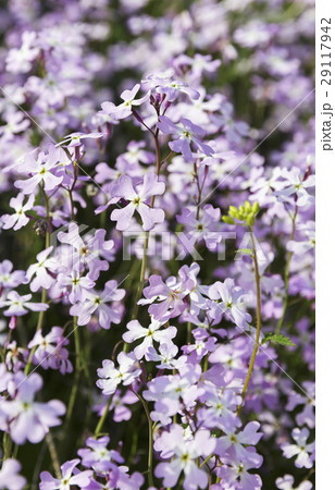 delicate spring flowers delicate spring flowers 29117942