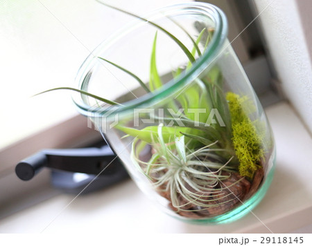 窓際に置いたエアプランツのテラリウムの写真素材 窓際に置いたエアプランツのテラリウムの写真素材
