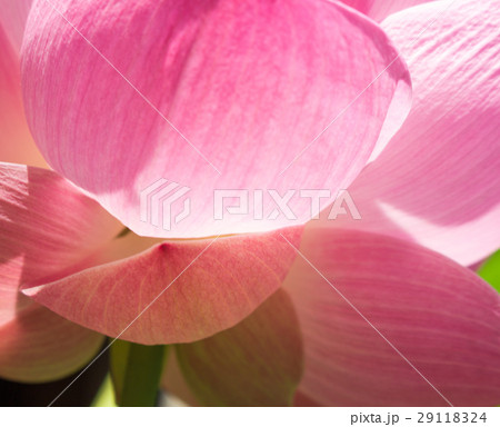 Lotus is a genus of aquatic plants with large. Lotus is a genus of aquatic plants with large. 29118324