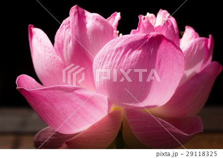 Lotus is a genus of aquatic plants with large. Lotus is a genus of aquatic plants with large. 29118325