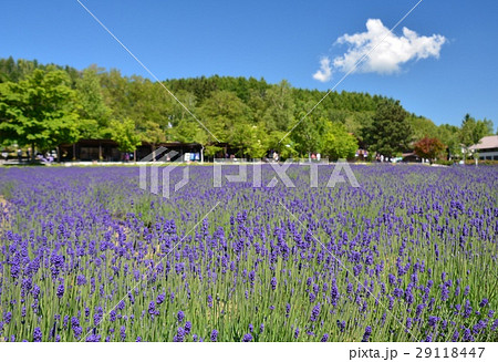 ラベンダー ラベンダー 29118447