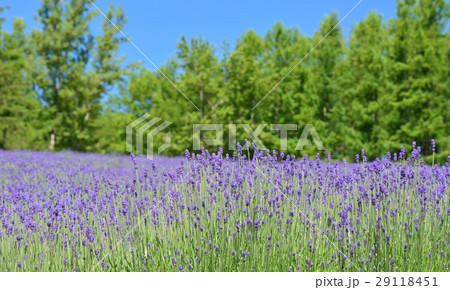 ラベンダー ラベンダー 29118451
