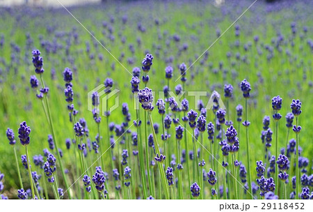 ラベンダー 29118452