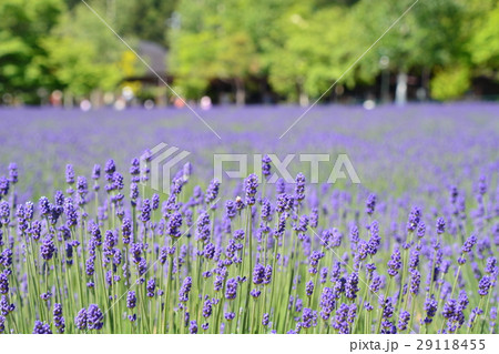 ラベンダー 29118455