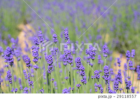 ラベンダー ラベンダー 29118557