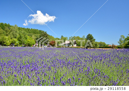 ラベンダー 29118558