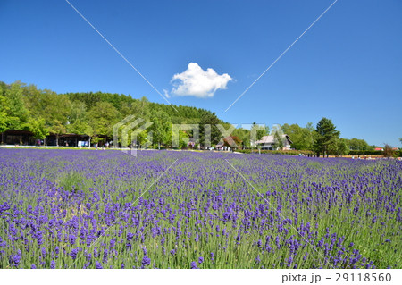 ラベンダー 29118560