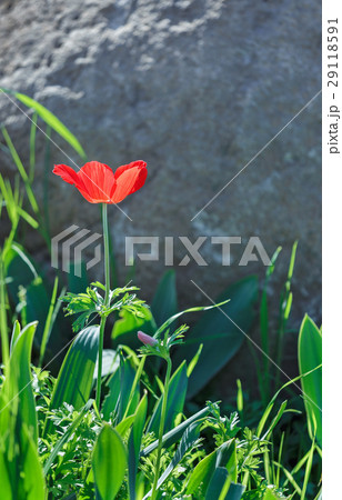 red Anemones on a background of black stones red Anemones on a background of black stones 29118591