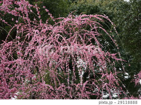 枝垂れ梅　紅梅 29118888