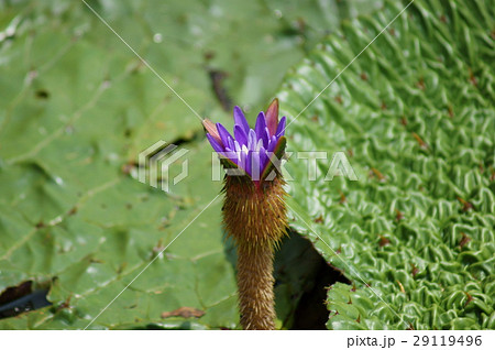 オニバス　鬼蓮　Euryale ferox 29119496