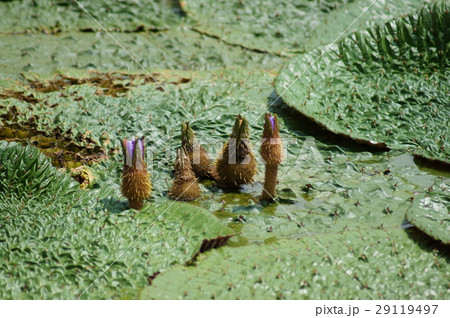 オニバス　鬼蓮　Euryale ferox 29119497