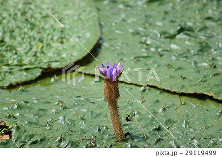 オニバス 鬼蓮 Euryale ferox オニバス 鬼蓮 Euryale ferox 29119499