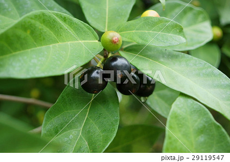 イヌビワ 犬枇杷 イタビ 姫枇杷 Ficus erecta イヌビワ 犬枇杷 イタビ 姫枇杷 Ficus erecta 29119547