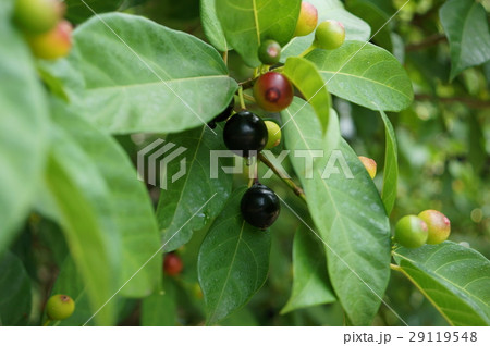 イヌビワ　犬枇杷　イタビ　姫枇杷　Ficus erecta 29119548