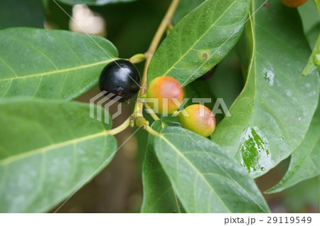 イヌビワ 犬枇杷 イタビ 姫枇杷 Ficus erecta イヌビワ 犬枇杷 イタビ 姫枇杷 Ficus erecta 29119549