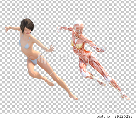 Female dissection muscle 3DCG illustration material 29120283