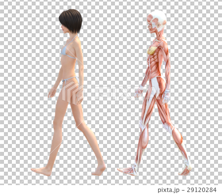Female dissection muscle 3DCG illustration material 29120284