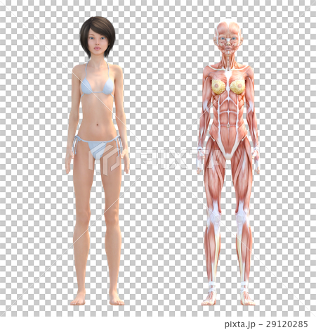 Female dissection muscle 3DCG illustration material 29120285