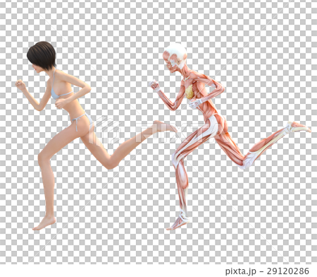 Female dissection muscle 3DCG illustration material 29120286