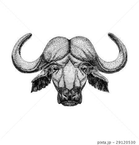Buffalo head by Aaron  Noble Jackals Tattoo in Austin TX   rtraditionaltattoos