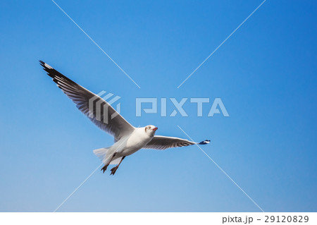 seagull flying with sky at Bangpu, Thailand 29120829