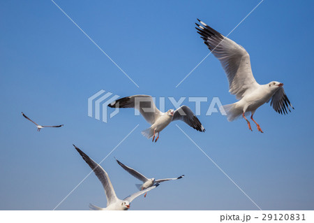 seagull flying with sky at Bangpu, Thailand 29120831