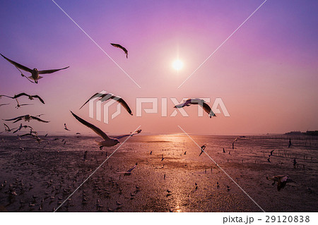 Seagull with sunset on the sea at Bangpu, Thailand 29120838