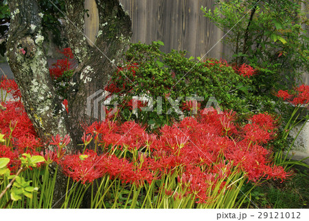 彼岸花 彼岸花 29121012