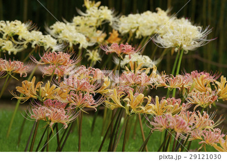 彼岸花 彼岸花 29121030