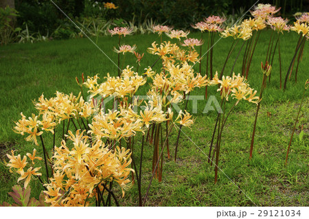 彼岸花 彼岸花 29121034