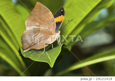 コノハチョウ 29121419