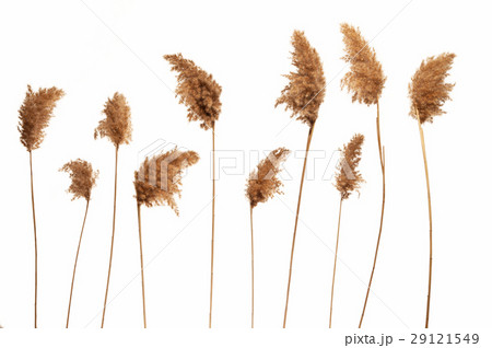 Reed in white background 29121549
