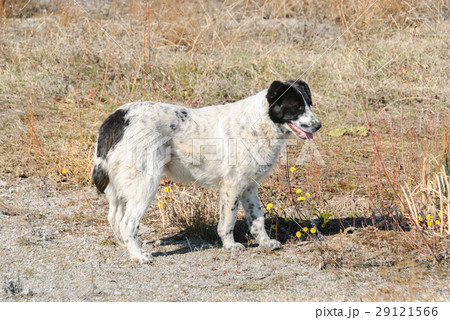 Dog on the street 29121566