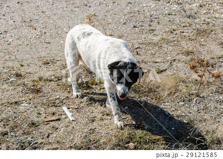 Dog on the street Dog on the street 29121585