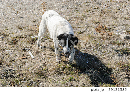 Dog on the street 29121586