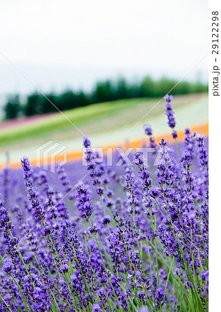 ファーム富田 彩りの畑 ファーム富田 彩りの畑 29122298